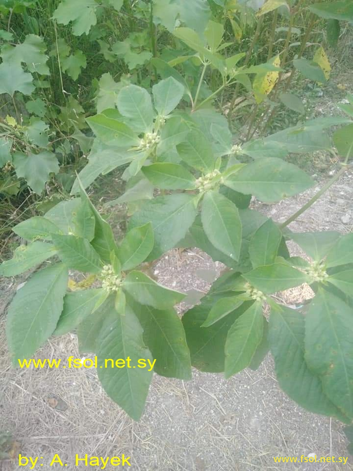 Euphorbia heterophylla L.